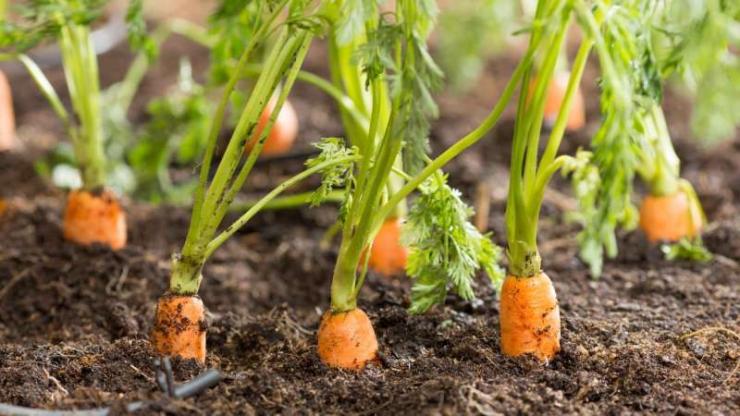 Посадка моркови под зиму: как и когда сажать подзимнюю морковь