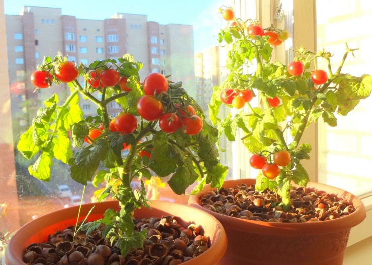 Как посадить помидоры на рассаду правильно дома на подоконнике