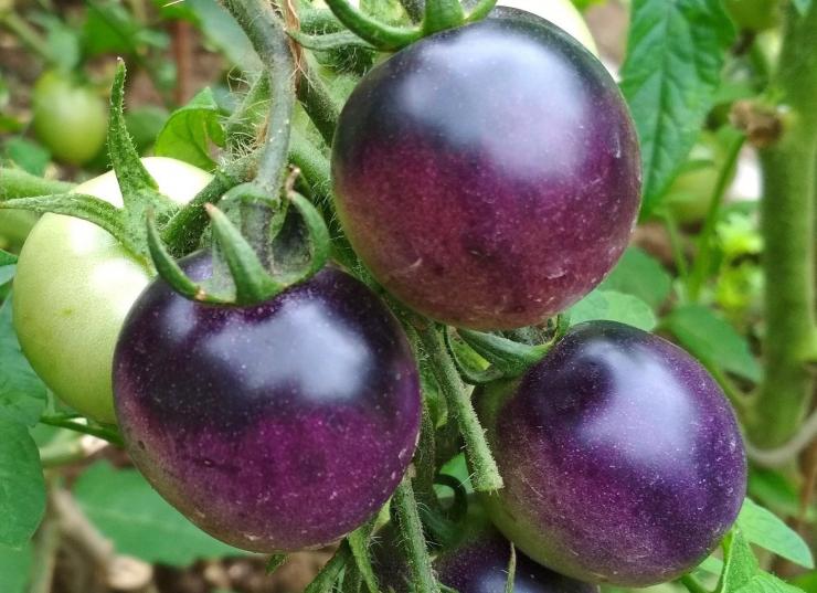 Сорта фиолетовых помидоров