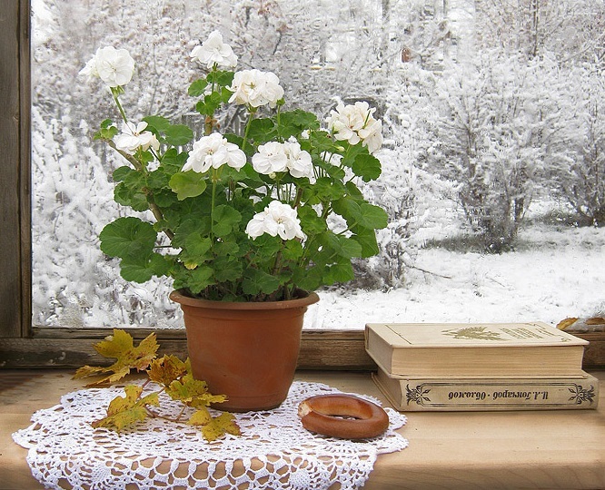 Чем и как подкормить комнатные цветы зимой?