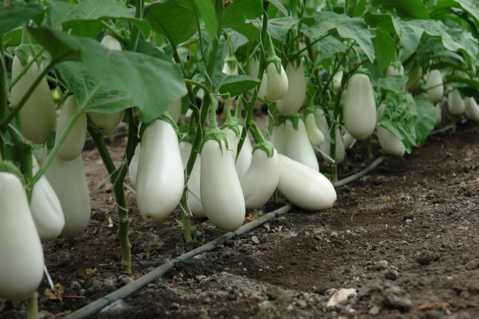 11 сортов белых баклажан с фото, названием и описанием белоплодных сортов –Антонов сад