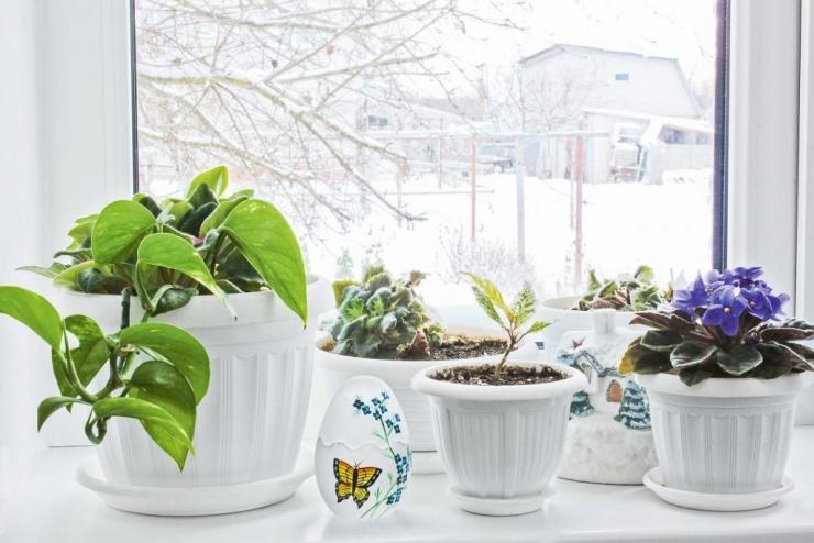 зимнее удобрение комнатных растений 