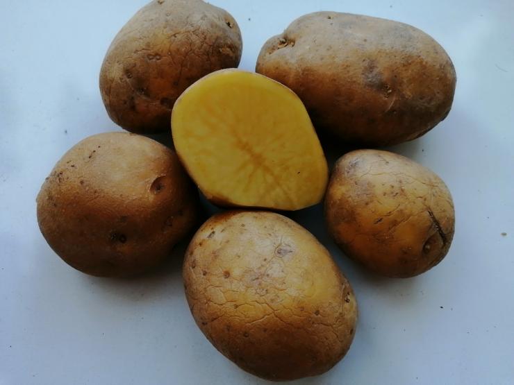 Сорта картофеля для Хабаровского края названия, фото, описание