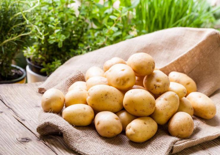 Самые урожайные сорта картофеля – какие они? Фото и описнаие сортов –Антонов сад