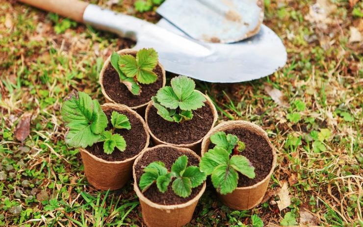 Рассада клубники (земляники садовой) в домашних условиях: как посадить ивырастить – Антонов сад