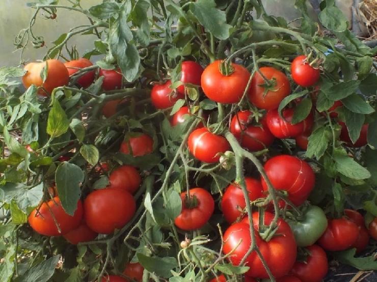 Посадка и выращивание томата Никола