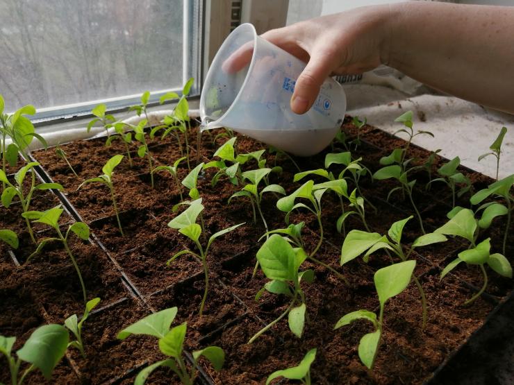 Чем подкормить рассаду баклажанов в домашних условиях: первая подкормка,после пикировки, для роста – Антонов сад
