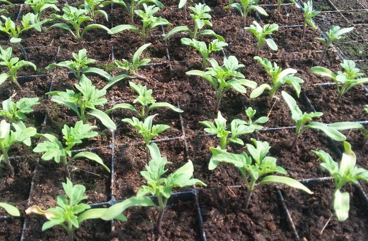 Удобрение для рассады томатов для утолщения стебля. Полив рассады табака. Как вырастить крепкую рассаду томатов с толстым стеблем. Рассада помидор 1 листик.
