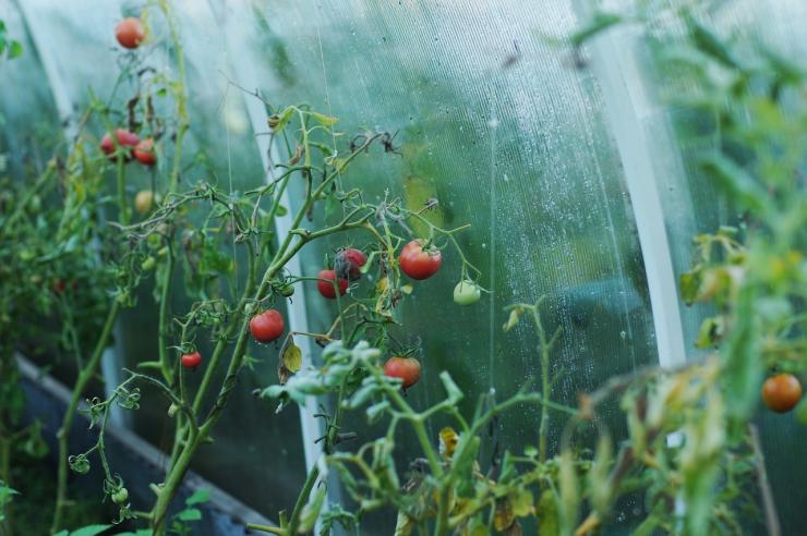 Первые подкормки томатов в теплице – чем и когда подкормить помидоры послевысадки