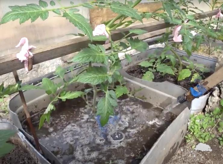 Подкормка растений дрожжами в открытом грунте рецепт с фото пошагово