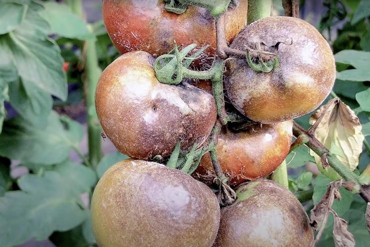 Как бороться с фитофторой (фитофторозом) на помидорах в теплице