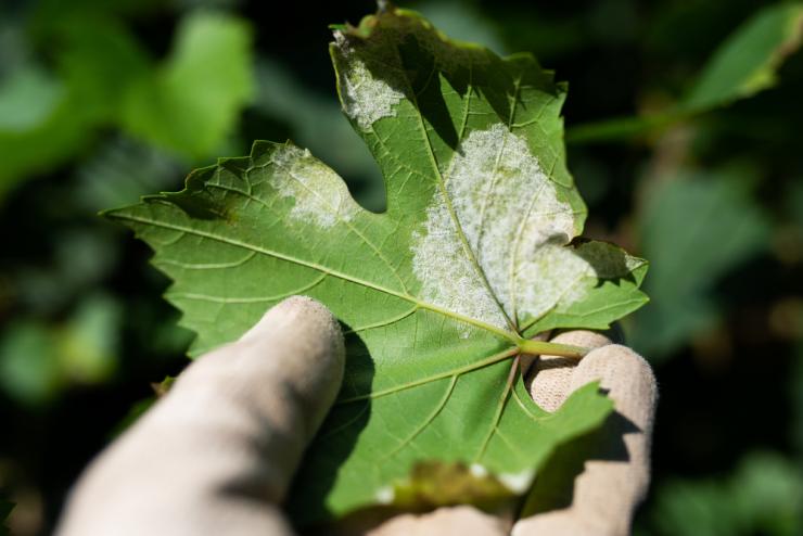 Мучнистая роса на винограде: чем обработать и какими средствами бороться
