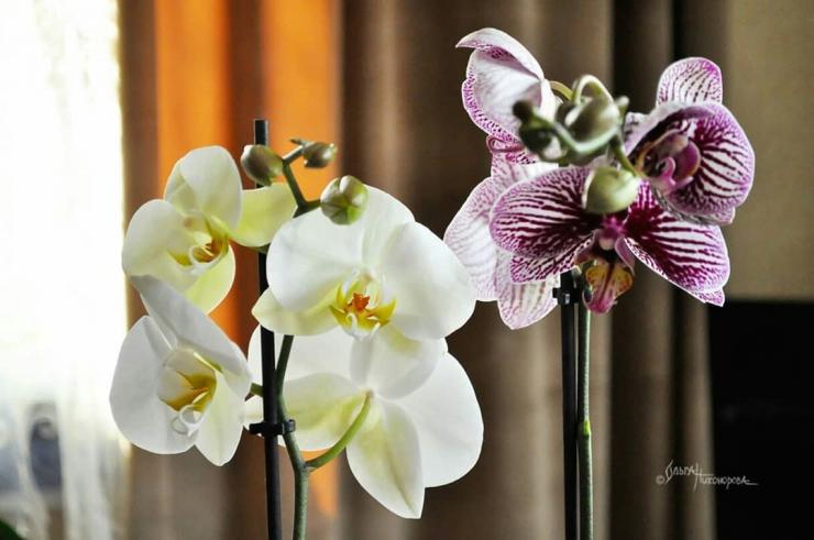 Размножение орхидей в домашних условиях