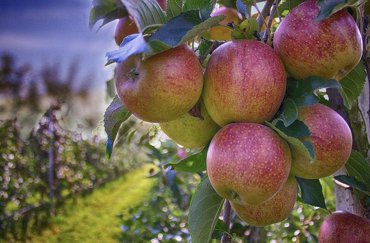Чем подкормить яблони осенью: эффективные подкормки и удобрения для яблонив осенний период