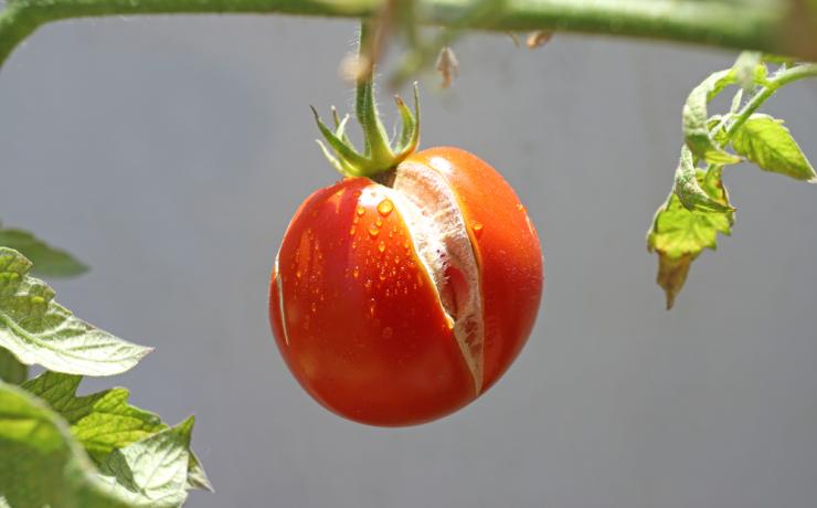 Как можно использовать помидоры, которые начали портиться