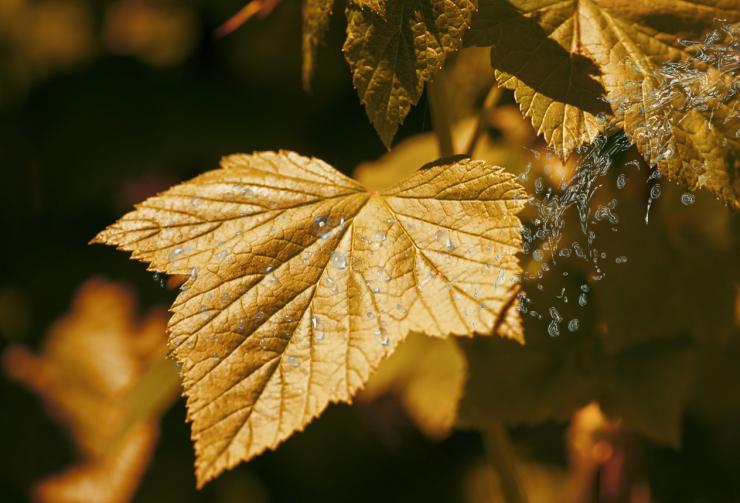 Чем обработать виноград перед укрытием осенью: чем и как опрыскать на зиму– Антонов сад
