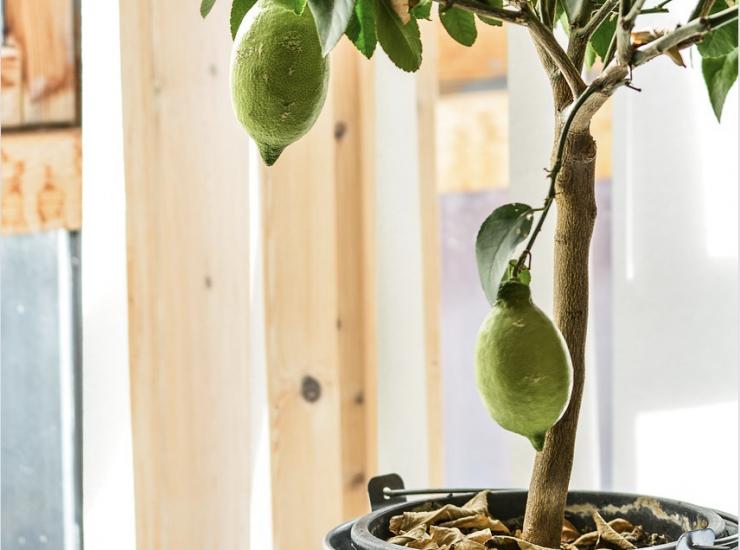 Как правильно подкормить лимон в домашних условиях в период цветения и плодоношения: эффективные средства и полезные советы