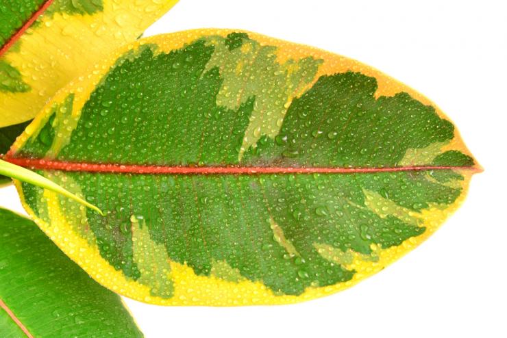 Почему опадают листья у фикуса: 20 причин и методов борьбы