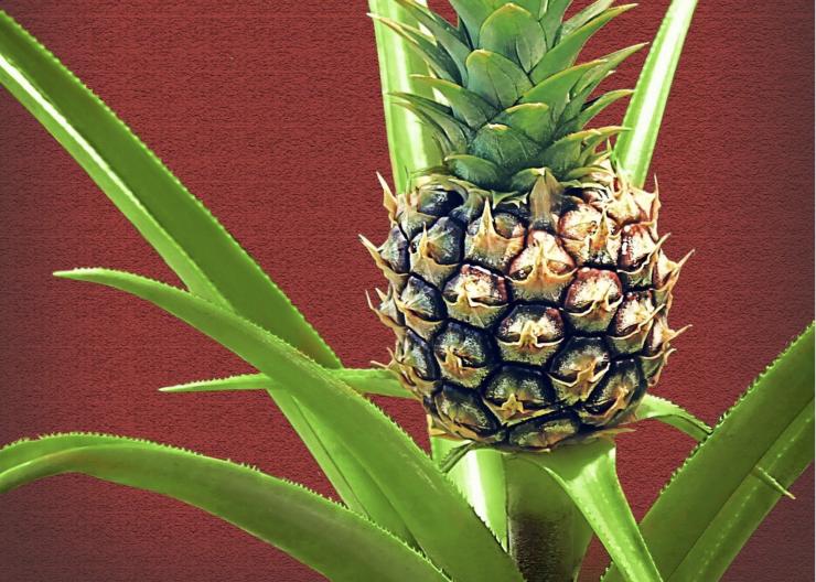 Как посадить ананас в домашних условиях: особенности и рекомендации