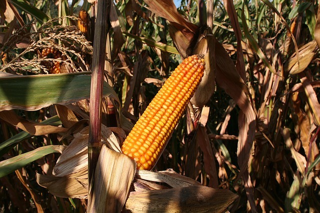 Как выбрать сорт кукурузы для посадки на участке – Антонов сад