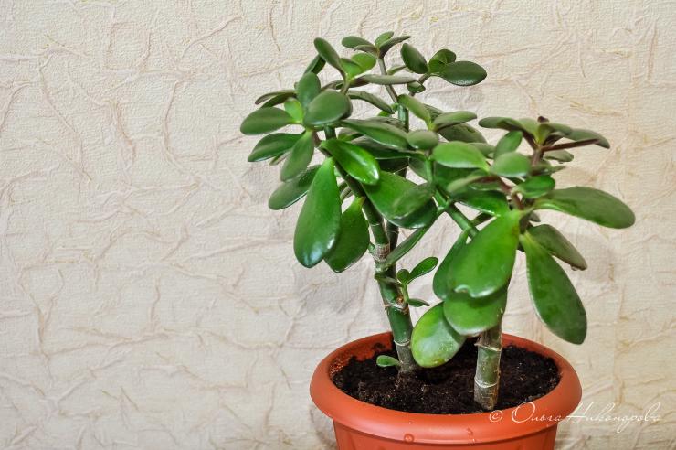 Толстянка (крассула, денежное дерево): уход за растением в домашних условиях