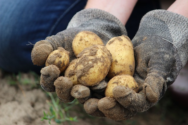 Метод Ушакова при посадке картофеля: основные принципы посадки и выращивания
