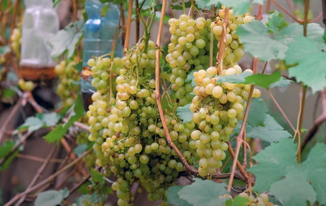 Посадка винограда в Сибири для начинающих: как посадить виноград правильноразными способами