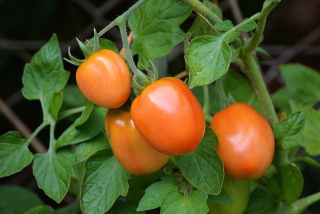 Ранние (скороспелые) сорта томатов для теплиц: название, описание, фоторанних тепличных помидоров