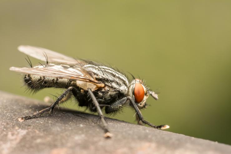 Луковая муха: эффективные народные средства борьбы и профилактики