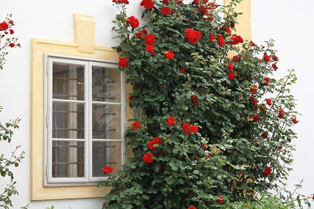 Плетистые розы клаймберы: фото, название, описание – Антонов сад