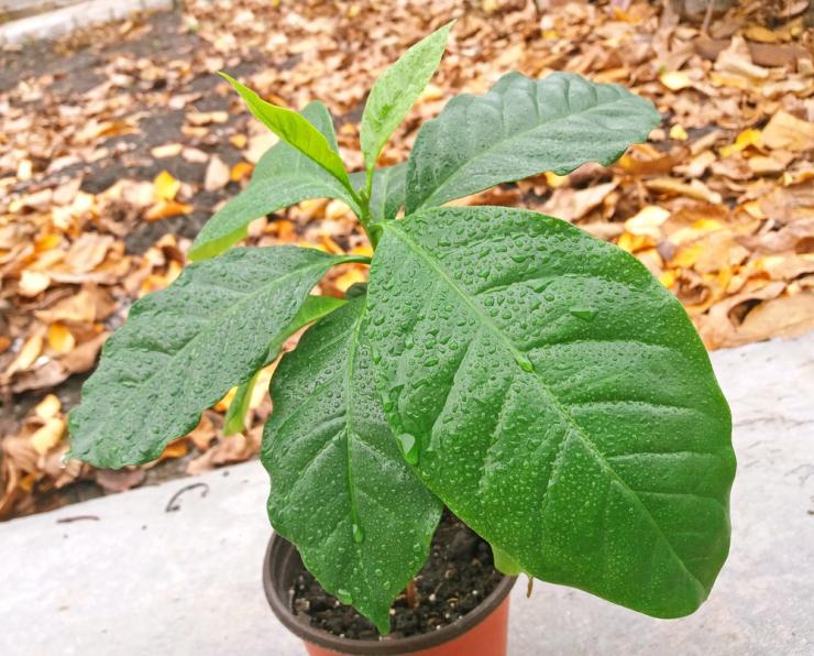 Как вырастить кофейное дерево из семян