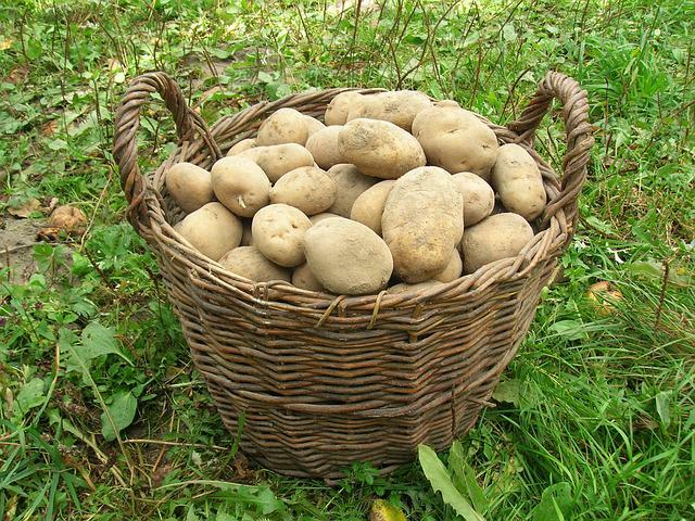 Посадка и выращивание картофеля по методу Балабанова – Антонов сад
