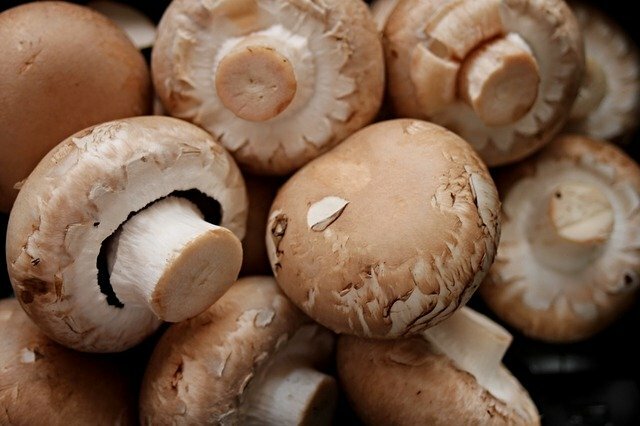 Можно вырастить любые грибы?
