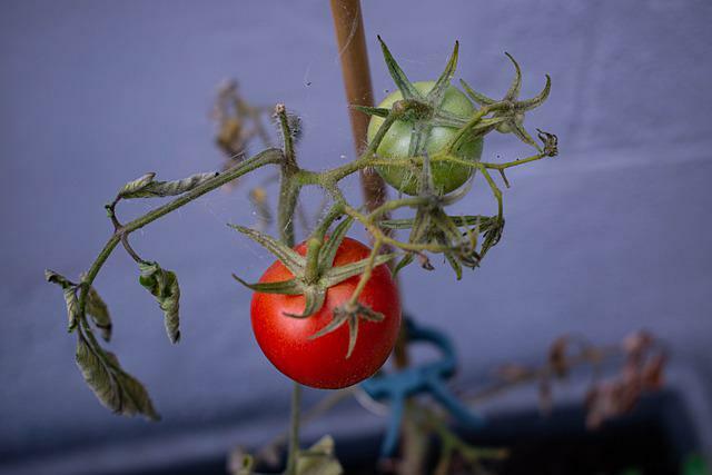 Почему скручиваются листья помидоров и что с этим делать: 7 причин