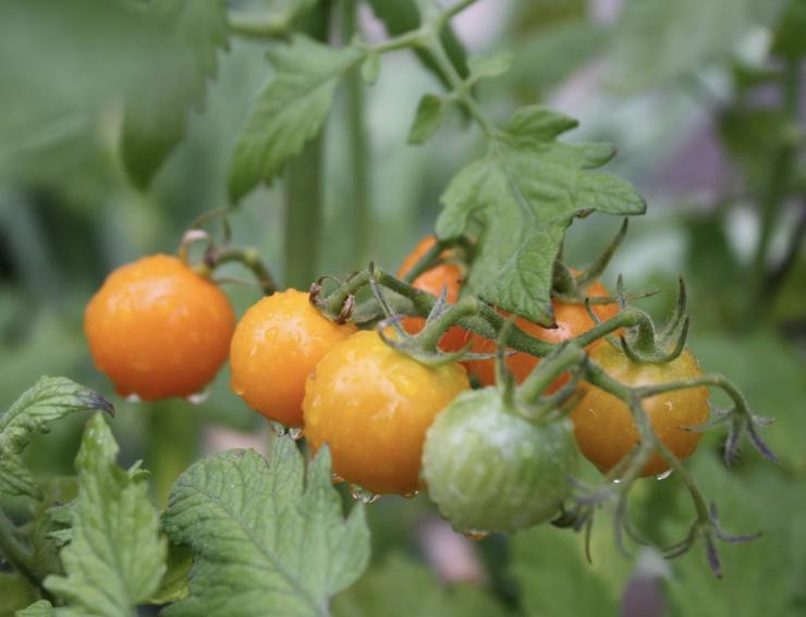Подкормки томатов в июле (корневые, внекорневые): какими удобрениямиподкормить помидоры – Антонов сад