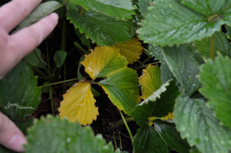 Почему желтеют листья клубники (земляники садовой): в чем причины и чтоделать – Антонов сад