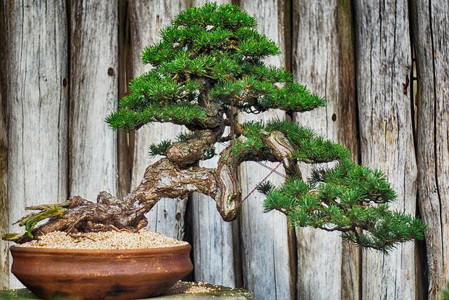 Дерево бонсай: выращивание и уход в домашних условиях