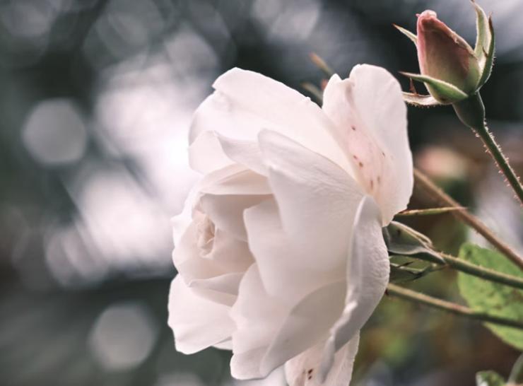 14 сортов белых роз с фото, названием и описанием – Антонов сад