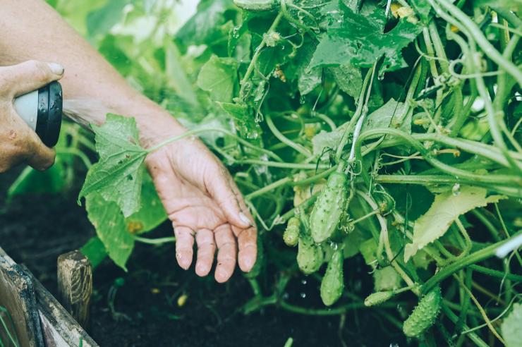 Чем подкормить огурцы в августе в теплице и открытом грунте на даче –Антонов сад