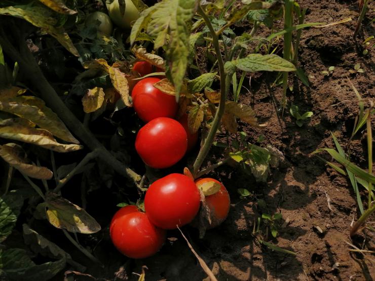 Применение фосфорно-калийных удобрений для томатов: как разводить иподкармливать помидоры