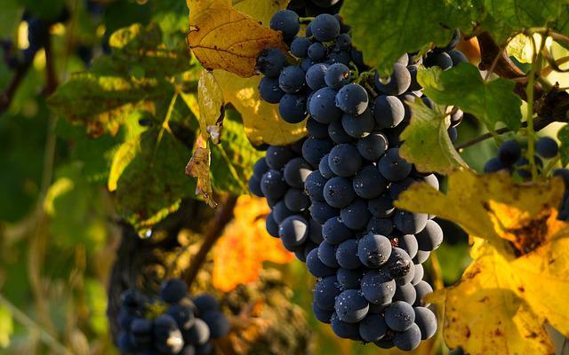 Как ухаживать за виноградом осенью, чеканка, обрезка и укрытие.