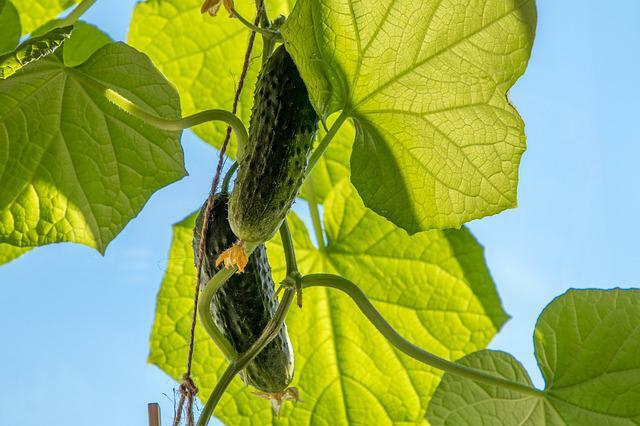 Сорта огурцов с тонкой нежной кожицей: фото, описание, характеристики –Антонов сад