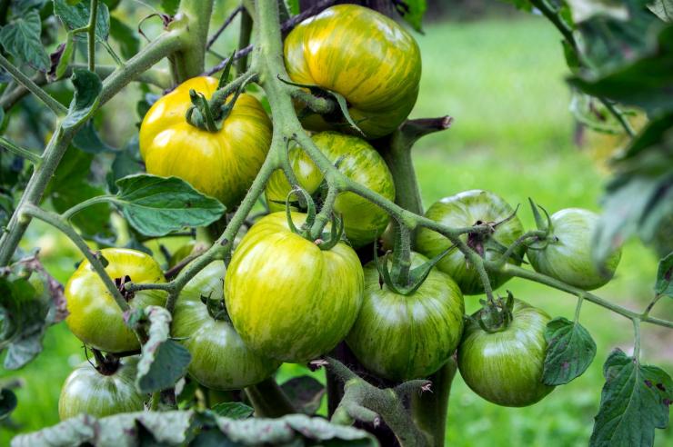 9 сортов зелёных томатов с фото, названием и описанием – Антонов сад