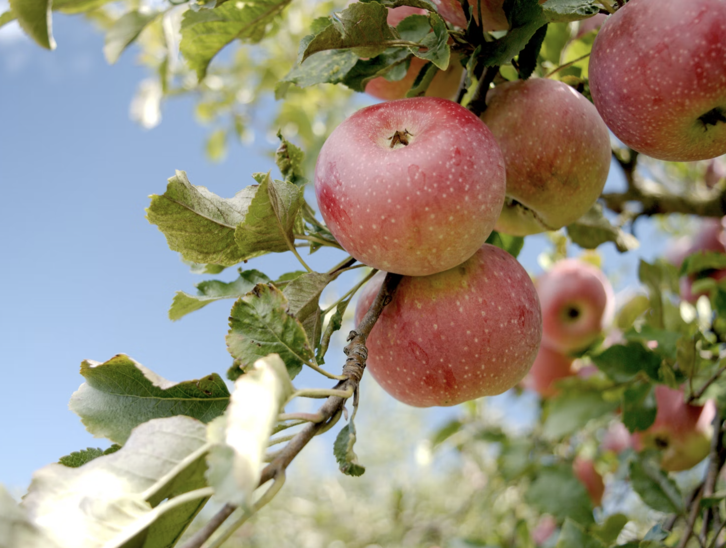 Описание сорта яблони Мельба (фото): характеристики, сроки созревания,морозостойкость – Антонов сад