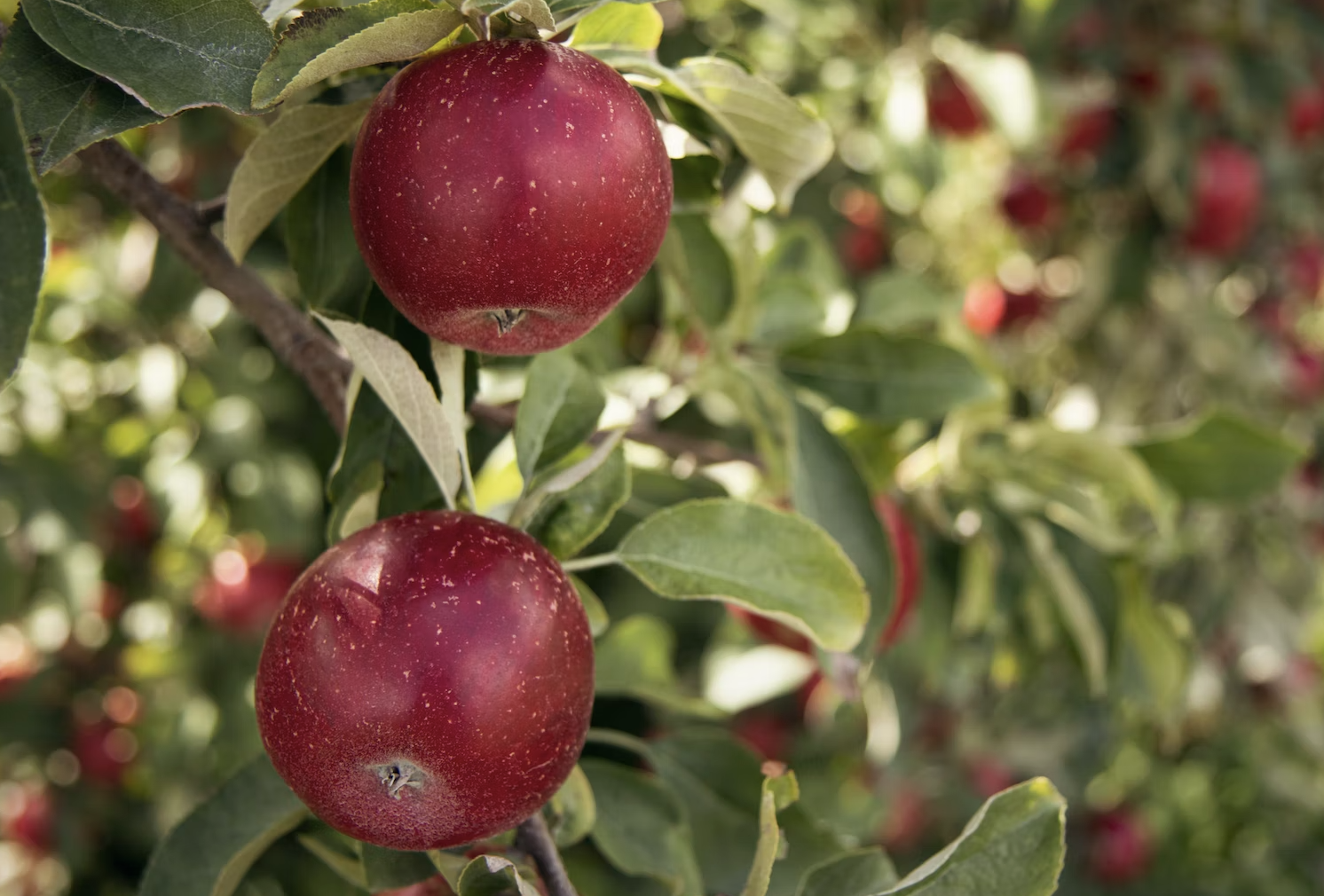 Сорта яблони Лобо (фото): описание и характеристики, сроки созревания,морозостойкость – Антонов сад