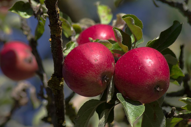 Сорт яблони Спартан (фото): описание и характеристики, сроки созревания,морозостойкость – Антонов сад