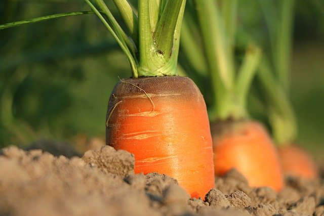 Какие сорта моркови можно сеять под зиму, кроме Нантской и Шантанэ | Садовичок | Дзен