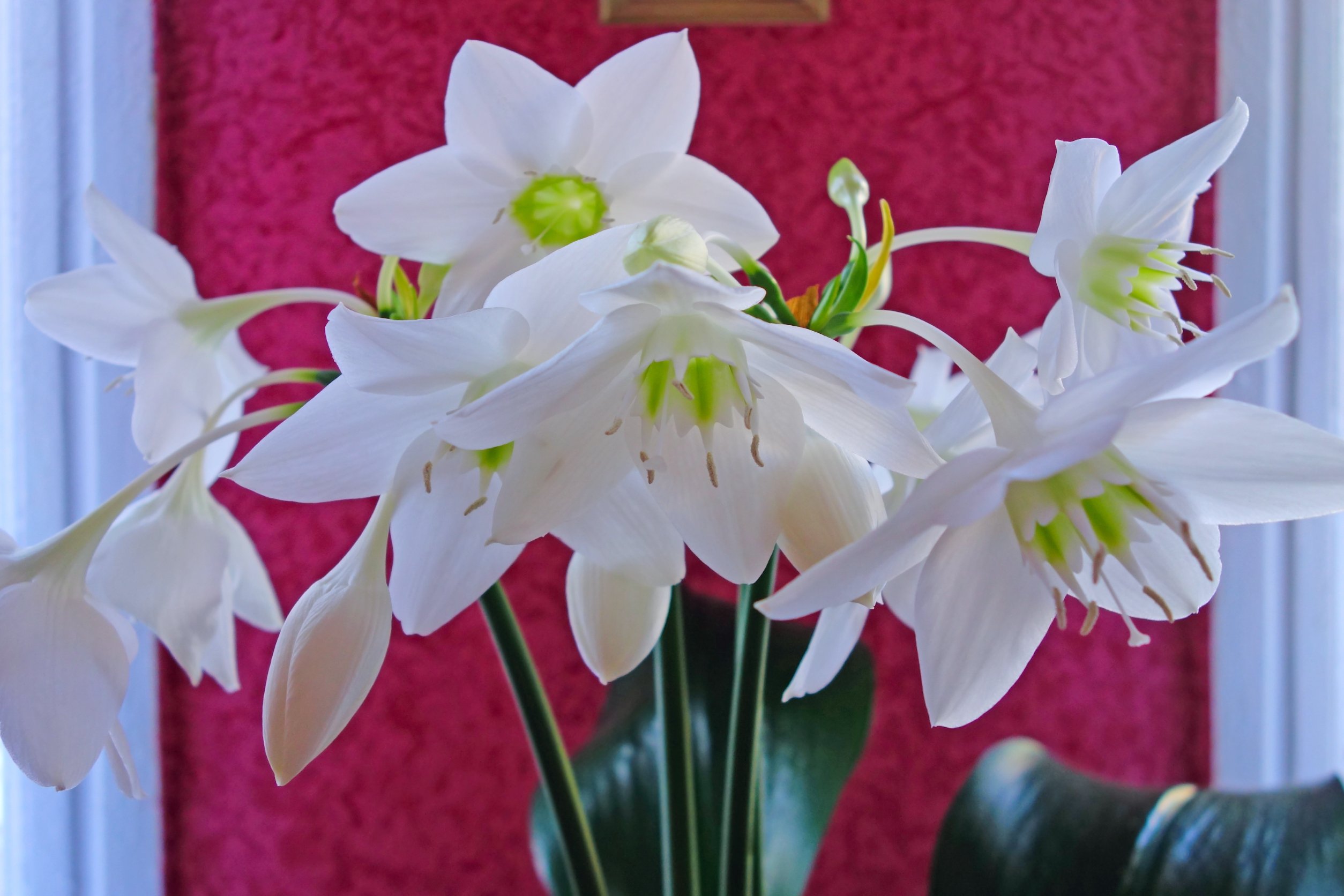 Эухарис цветок фото комнатное растение уход