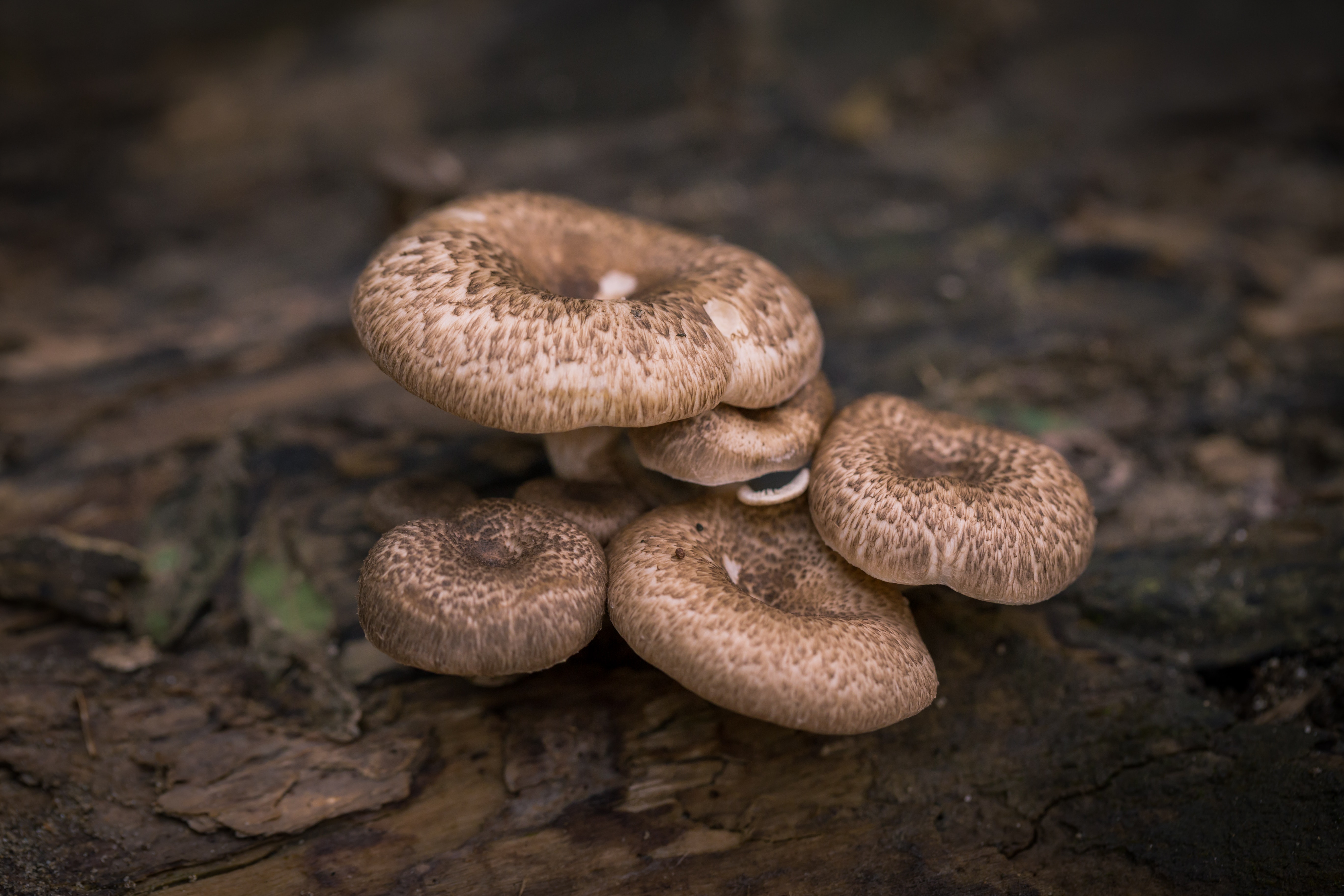 Описание грибов: классификация, признаки, строение и способы размножения