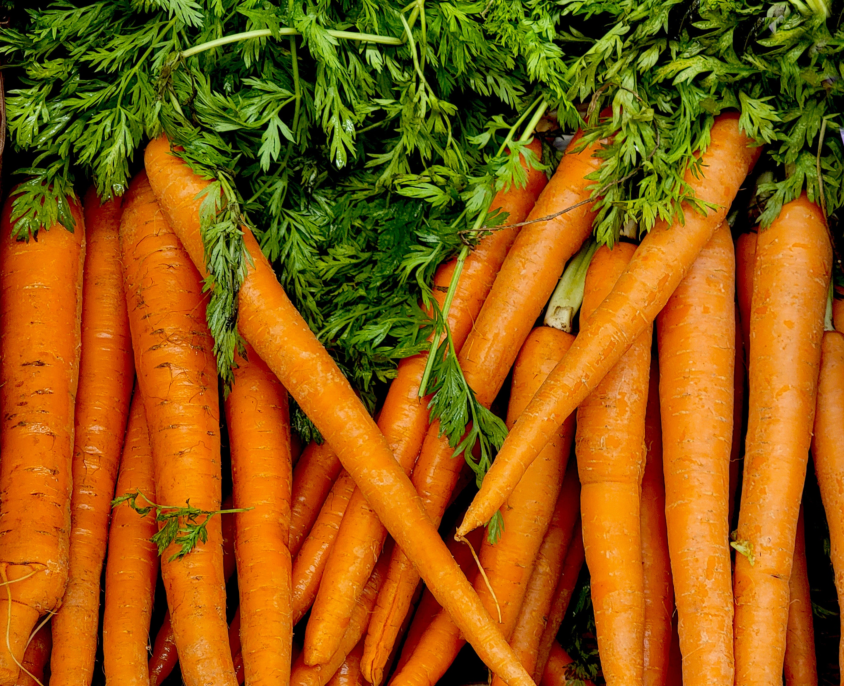 ранние сорта моркови для средней полосы россии